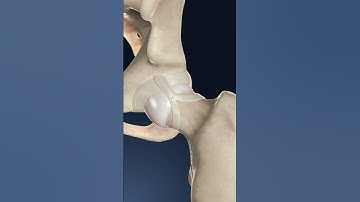 How the hip joint moves: a 3D look at hip joint motion #3danatomy
