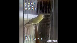 pleci dakun  gacor nembak sejalur  !! pancingan pleci fighter !! masteran pleci !! #plecingotot