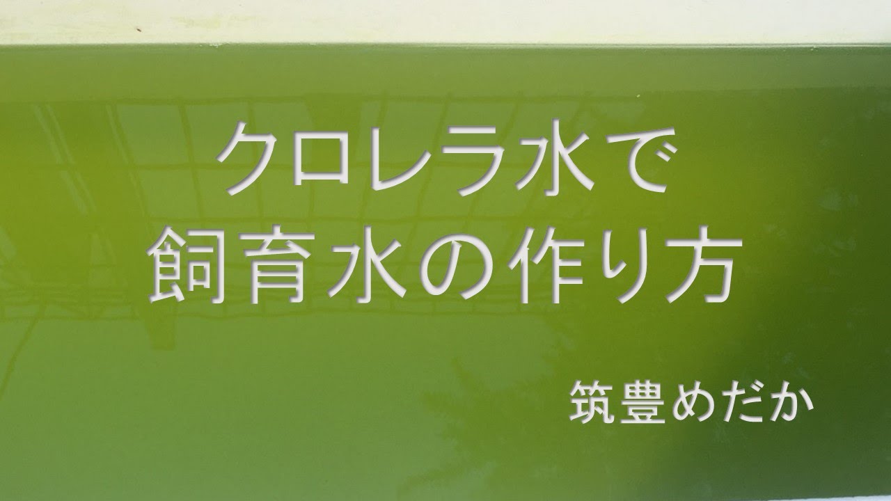 筑豊めだか クロレラ水で飼育水 グリーンウォーター の作り方 Youtube