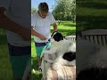 Trust me haircut for dog Button #ytshorts #dog #pets  #shorts