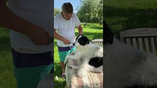 Trust me haircut for dog Button #ytshorts #dog #pets  #shorts