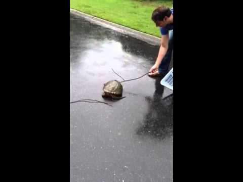 Drew vs Snapping Turtle - Close Call