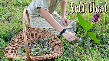 What is self heal herb used for?