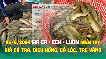 25/5/2024 ↗️ Giá Ếch & Trê Vàng neo cao! ✅ Giá Cá Tra, Cá Lóc, Điêu Hồng, Cá Chẽm, Baba, Lươn #ĐBSCL