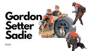 Hunting Gordon Setter puppy on bobwhite quail
