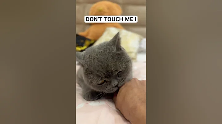 Watch the video about Pompon's "Don't Touch Me" Mood! #britishshorthair #cat #kitten