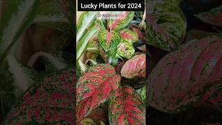 10 Lucky Plants for 2024 #lipshaworld #luckyplants #indoorplants #shortsviral #trending