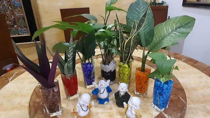 Indoor Plants Grow in Water Without Soil at Home Easily/ Plantsdecor/ Homedecor/ Houseplants/ DIY