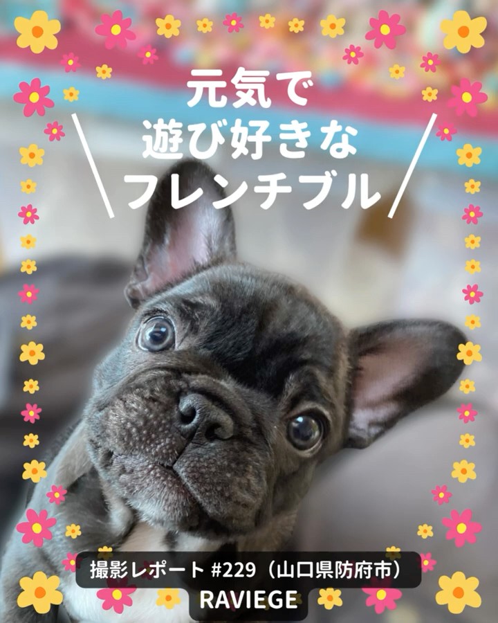 PICTWAN撮影レポート229フレンチ・ブルドッグ - YouTube