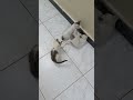 مواقف قطط متمرده 