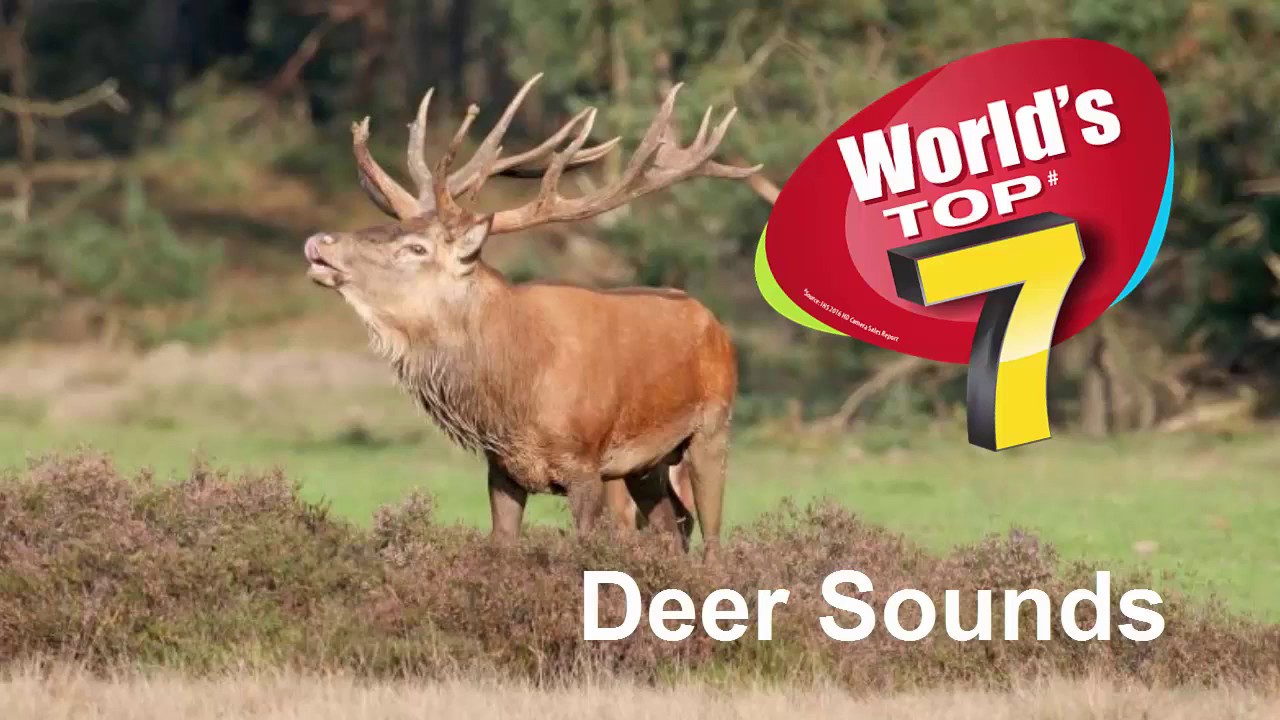 What Noise Does A Deer Make? [6+ Deer Sounds Mp3+Video]