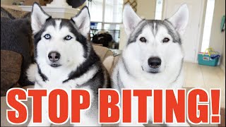 Stop Your Husky From Biting Instantly!!!