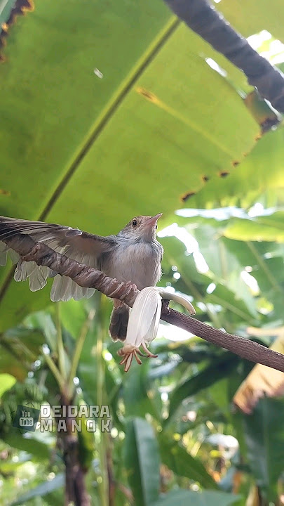 mikat burung dapat prenjak lumut #viralvideo #kicaumania #prenjaklumut #tiktok #fyp