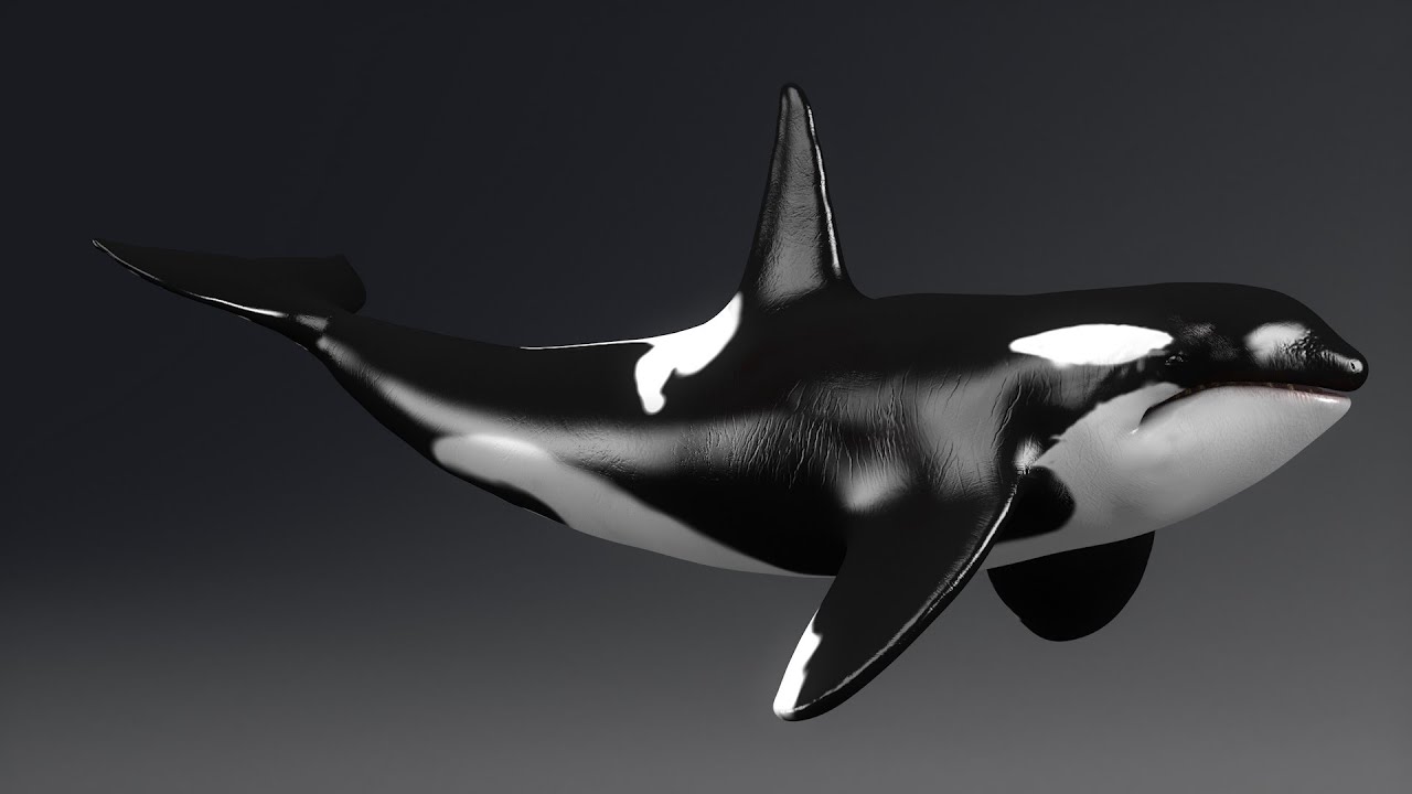 Unity Whale Killer Whale Model UNITY unitypackage - YouTube