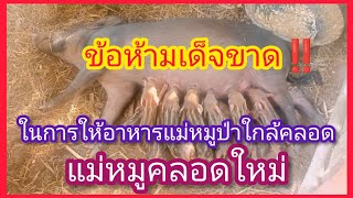 ขอห้าม‼️ในการให้อาหาร หมูป่าใกล้คลอดและหมูป่าคลอดลูกใหม่ เพราะอะไรถึงห้าม‼️วิธีเลือกแม่พันธุ์