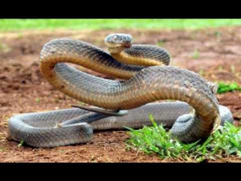 Top 10 Most Venomous Snakes By LD-50. - YouTube