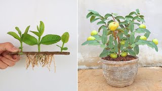 How to grow guava plant from cutting