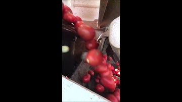 Tomato Sorting Machine