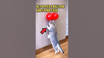 Her Cat Accidentally Uncovered a Hidden Fortune 😱❤️