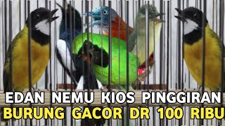 Download Lagu BUSET CUMA KIOS PINGGIRAN BURUNGNYA GACOR² BENER HARGA DARI 100 RIBU DI PASAR BURUNG PRAMUKA MP3 Download Lagu BUSET CUMA KIOS PINGGIRAN BURUNGNYA GACOR² BENER HARGA DARI 100 RIBU DI PASAR BURUNG PRAMUKA MP3