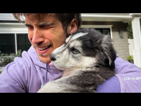 I had a breakdown saying goodbye to my foster puppies...