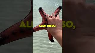 ⭐ Selfies com estrelas do mar são perigosas