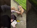 Do you know the capybara? #capybara #animals #shorts