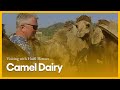 Visiting with Huell Howser: Camel Dairy