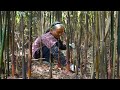 山上沒人要的小竹筍，2小時掰一麻袋，做筍乾能吃1年｜Grandma picks wild bamboo shoots to make traditional Chinese food｜玉林阿婆 美食