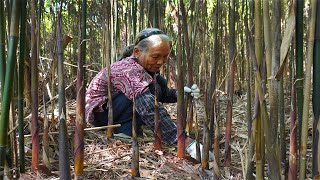 山上沒人要的小竹筍2小時掰一麻袋做筍乾能吃1年Grandma picks wild bamboo shoots to make traditional Chinese food玉林阿婆 美食