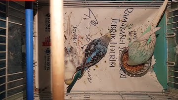 Sinan Akçıl - Maher Zain - Gülmek Sadaka - Kamil Öztürk