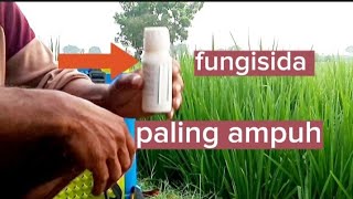 fungisida paling ampuh untuk padi fungisida folicur gold dosis dan waktu aplikasi yang tepat