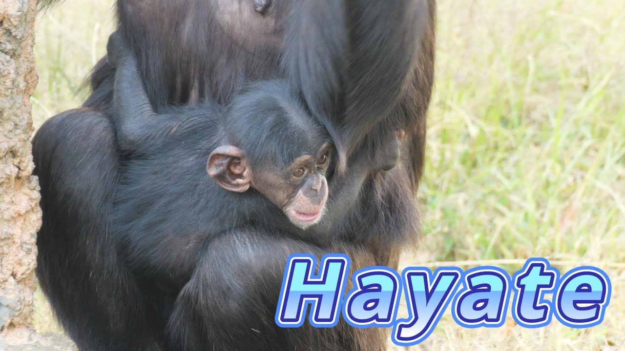 生後２か月のハヤテと母サクラ 🌸 １時間　多摩動物公園　チンパンジー　202511