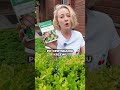 Ćma bukszpanowa - poteżny wróg! Jak chronić swoje bukszpany? #fargochronimyrosliny