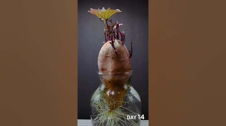 Sweet Potato Growing Time Lapse - 35 Days in 56 Seconds - DayDayNews