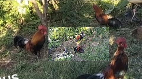 Coj peb mus saib kuv cov qaib dib