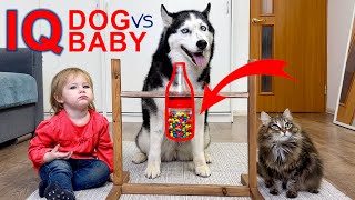 Compare the IQ of a Dog and a Baby. Who Will Win?