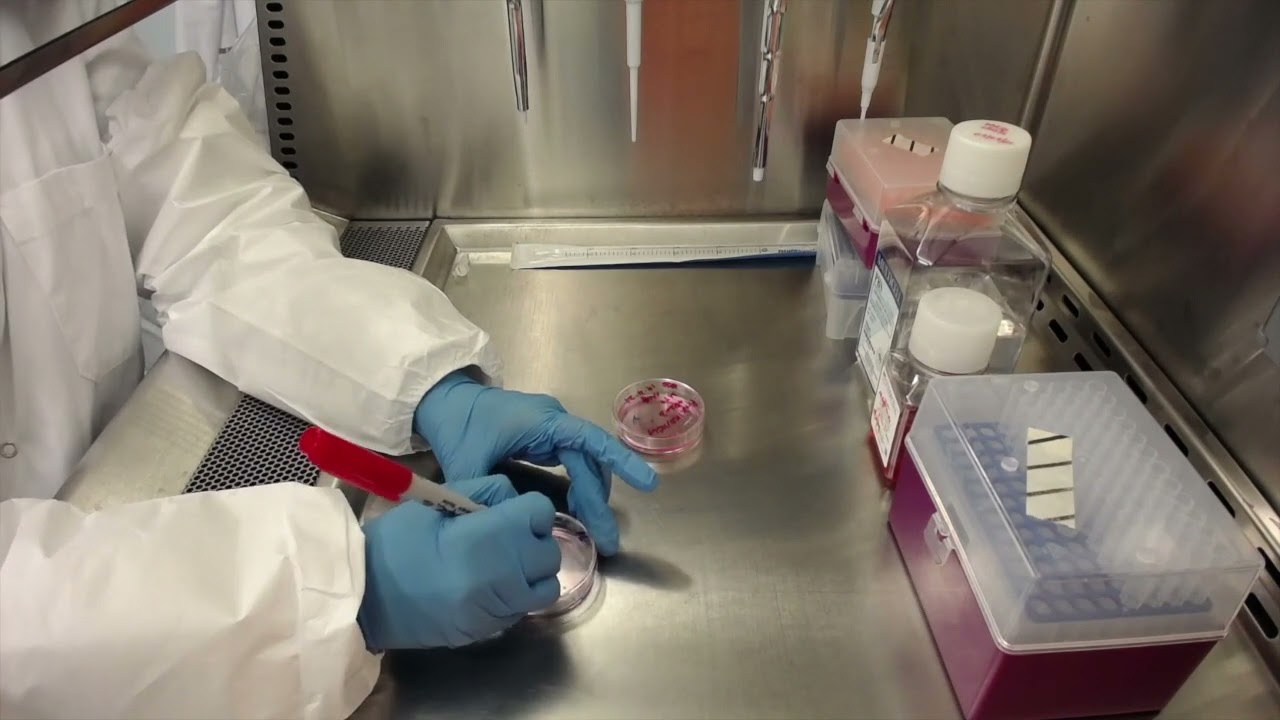 Passaging iPSCs with ReLeSR