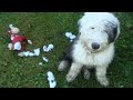 What to expect when expecting...┃... an old english sheepdog┃Ed&Mel