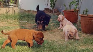 Germany Shepherd, Labrador, American Bully, French Mastiff All In One Video Doggyz World Kennel