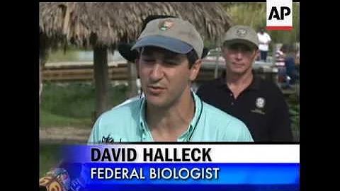 Florida officials have launched an effort to eradicate pythons that have infested the Everglades