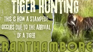 Live Tiger Hunting In Ranthambore National Park || यूं भगदड मच जाती है जब आता है बाघ।Tiger On Hunt?