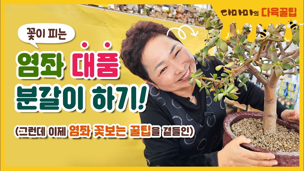 꽃 피는 대품 염좌 분갈이 하기[feat. 염좌 꽃보는 꿀팁!]