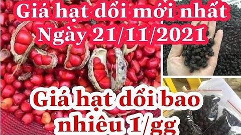 Giá hạt dổi bao nhiêu tiền 1kg hiện nay? Giá hạt dổi nếp, hạt dổi tẻ #khởinghiệp #vtc14
