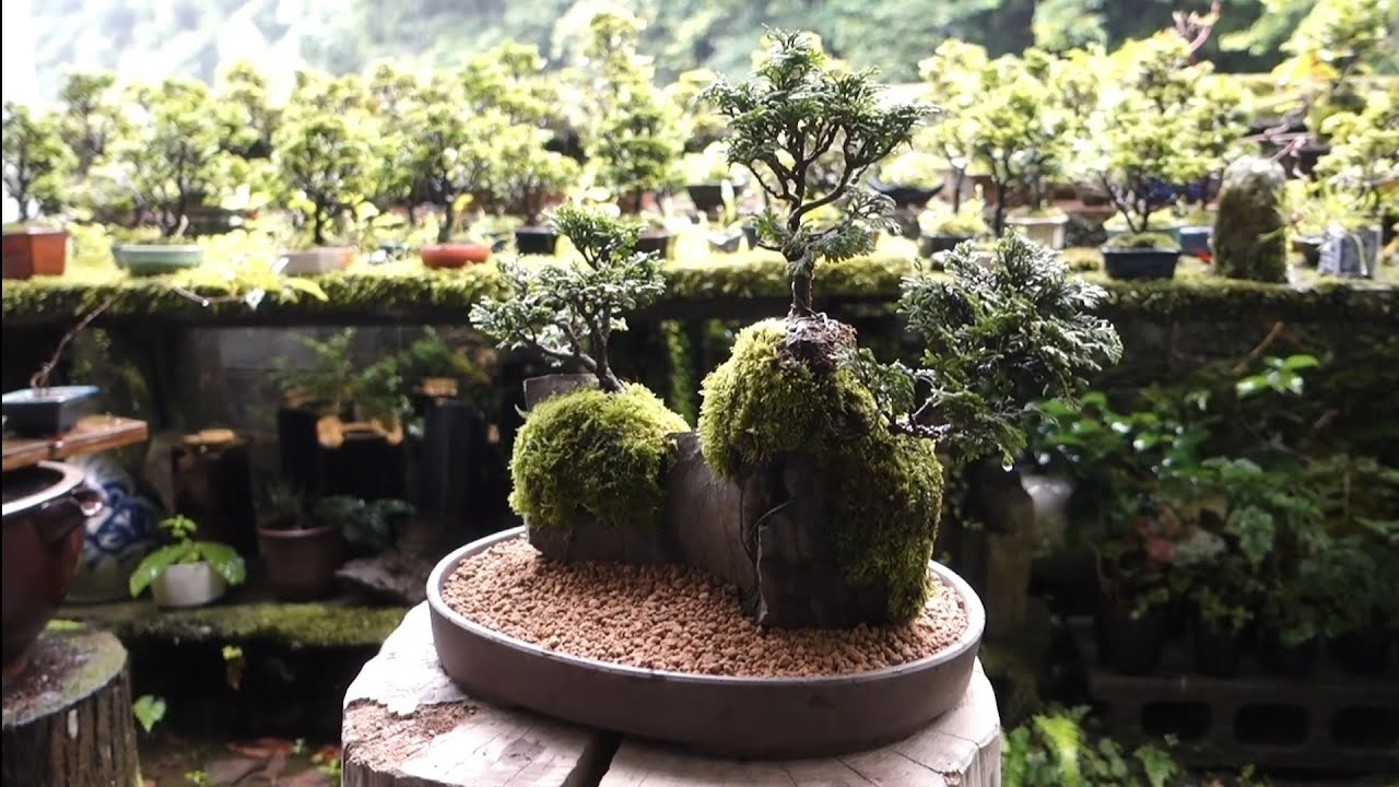 盆栽　自然石付き黒松　盆景　眺めいい❣️2鉢で 盆栽 自然石付き黒松 盆景 眺めいい❣️2鉢で 公式EC】BONSAI IKUMA
