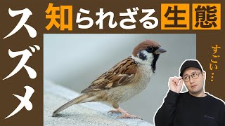 スズメってすごいぞ。【スズメの生態】