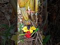 sugarcane starch extaction proses #fypシ #trending #sugarcane #bmb #viral