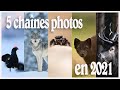 5 chaînes photo animalière à suivre en 2021 + quelques bonus!