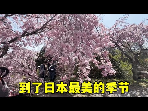 日本農村山上開遍櫻花，爬山野餐捕蝴蝶，回到最原始的快樂