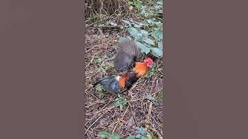 gà rừng giải nhất đập cánh gáy cực hay.qaib qus ntxuaj ti qua zoo